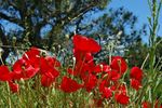 Ikaria